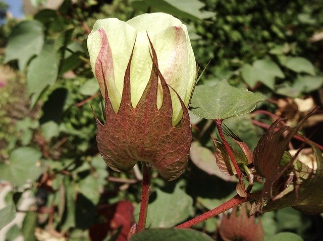 Free download Cotton Flower Gossypium Herbaceum -  free photo or picture to be edited with GIMP online image editor