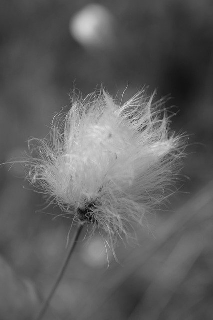 Free download Cottongrass Nature Plant -  free photo or picture to be edited with GIMP online image editor