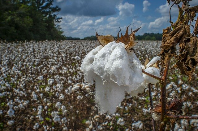 Muat turun percuma Cotton Growing Plant Close - foto atau gambar percuma untuk diedit dengan editor imej dalam talian GIMP