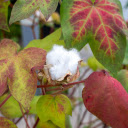 Cotton plant  screen for extension Chrome web store in OffiDocs Chromium