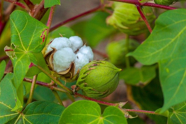 Descărcare gratuită Cotton Plant Green - fotografie sau imagini gratuite pentru a fi editate cu editorul de imagini online GIMP