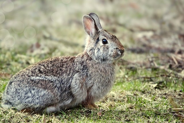 Free download cottontail rabbit rabbit bunny free picture to be edited with GIMP free online image editor