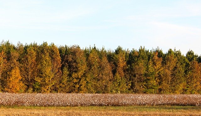 Free download Cotton Trees Landscape -  free photo or picture to be edited with GIMP online image editor