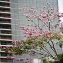 cotton tree wallpaper  screen for extension Chrome web store in OffiDocs Chromium