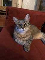 Free download couchkitty1 free photo or picture to be edited with GIMP online image editor