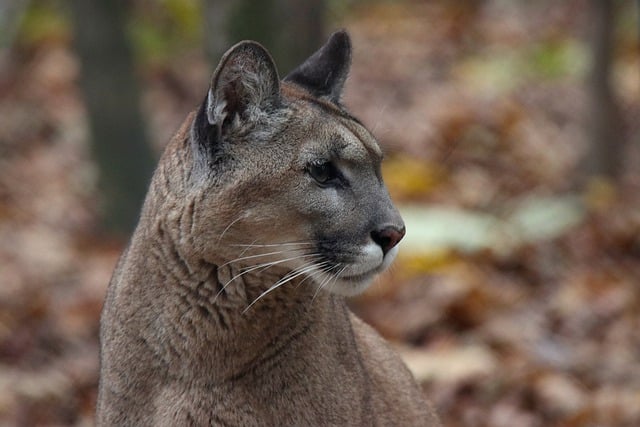 Free download cougar animal mammal panther free picture to be edited with GIMP free online image editor
