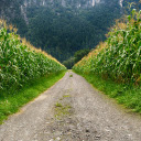 Countryside Cornfield Path  screen for extension Chrome web store in OffiDocs Chromium