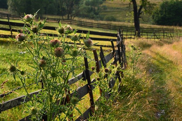 Free download Countryside Fence Flower -  free photo or picture to be edited with GIMP online image editor