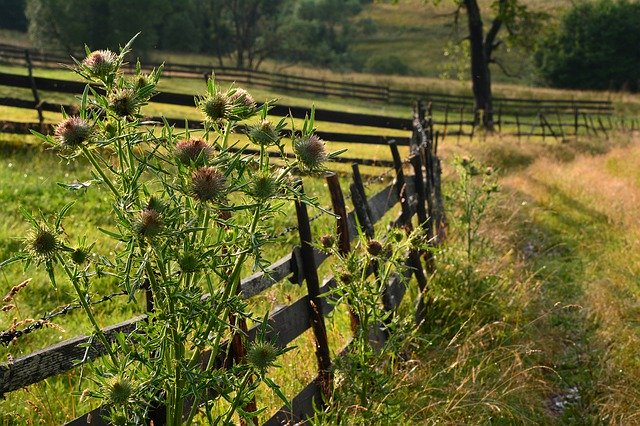 Kostenloser Download Countryside Fence Flower - kostenloses Foto oder Bild zur Bearbeitung mit GIMP Online-Bildbearbeitung