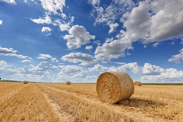 Free download countryside field summer nature free picture to be edited with GIMP free online image editor