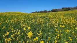 Free download Countryside Tuscany Landscape -  free video to be edited with OpenShot online video editor