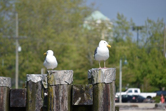 Free download Couple Birds Seagulls -  free photo or picture to be edited with GIMP online image editor