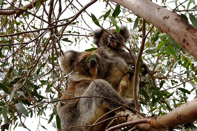 Free picture Couple Koala Puppy -  to be edited by GIMP free image editor by OffiDocs
