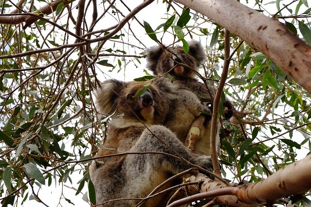 免费下载 Couple Koala Puppy - 可使用 GIMP 在线图像编辑器编辑的免费照片或图片