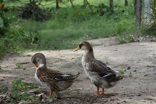 Scarica gratuitamente Couple Of Ducks Green Grass: foto o immagine gratuita da modificare con l'editor di immagini online GIMP