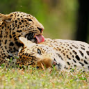 Couple of romantic leopards  screen for extension Chrome web store in OffiDocs Chromium