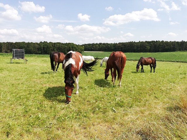 Free download Coupling Horses Mares -  free photo or picture to be edited with GIMP online image editor