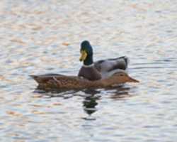 Free download Courtship free photo or picture to be edited with GIMP online image editor