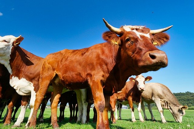 Descărcare gratuită Cow Agriculture Funny - fotografie sau imagini gratuite pentru a fi editate cu editorul de imagini online GIMP
