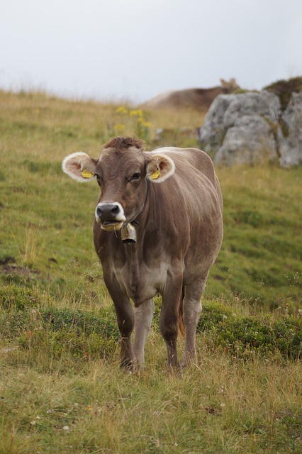Free download cow alm alpine meadow mountains free picture to be edited with GIMP free online image editor
