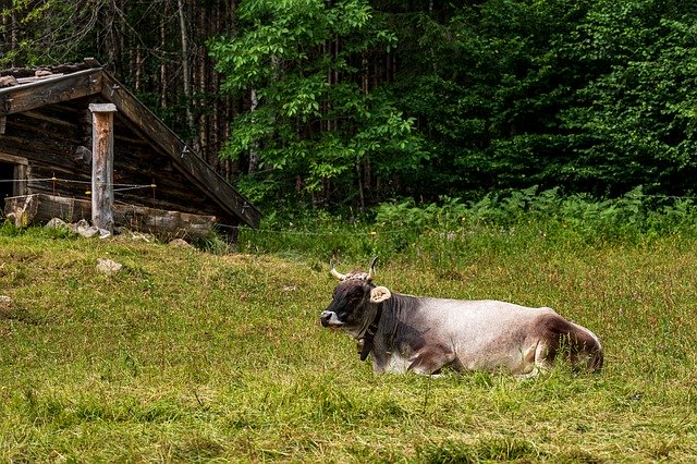 Безкоштовно завантажте Cow Alm Cattle — безкоштовну фотографію чи зображення для редагування за допомогою онлайн-редактора зображень GIMP