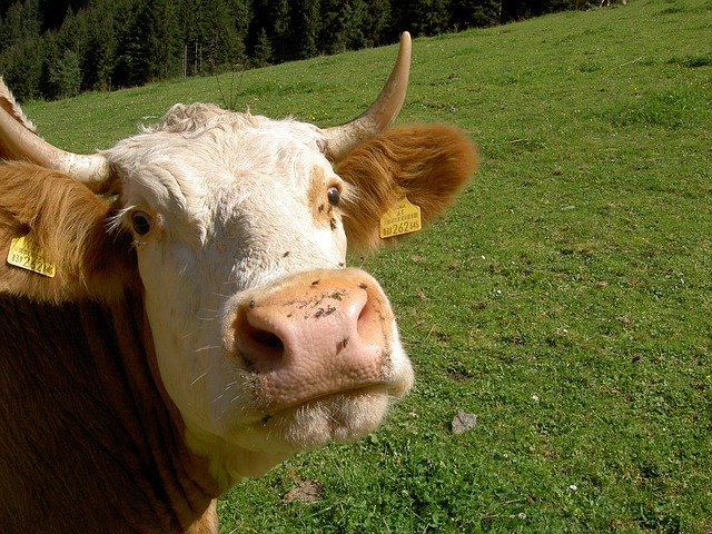 Descărcare gratuită Cow Alm Milk - fotografie sau imagini gratuite pentru a fi editate cu editorul de imagini online GIMP