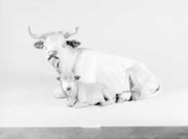 Free download Cow and calf lying down free photo or picture to be edited with GIMP online image editor