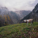 cow and mountain  screen for extension Chrome web store in OffiDocs Chromium