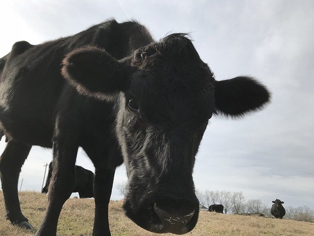 Baixe gratuitamente Cow Angus Cattle - foto ou imagem gratuita para ser editada com o editor de imagens online do GIMP