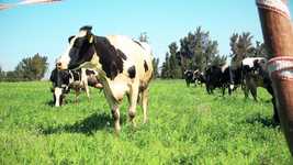 Free download Cow Animal Agriculture -  free video to be edited with OpenShot online video editor