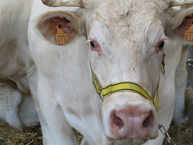 Free download Cow Animal Cattle -  free photo or picture to be edited with GIMP online image editor