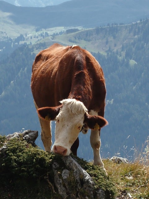 Free download cow animal dolomites trento free picture to be edited with GIMP free online image editor