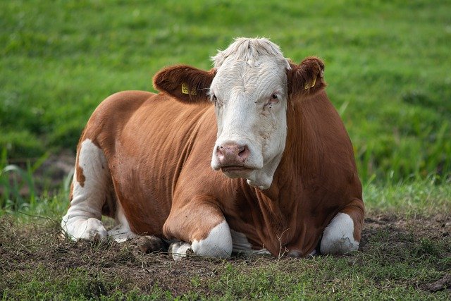 Gratis download Cow Animal Fryslân - gratis foto of afbeelding om te bewerken met GIMP online afbeeldingseditor