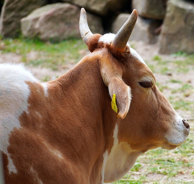 Free download cow animal mammal cattle pasture free picture to be edited with GIMP free online image editor