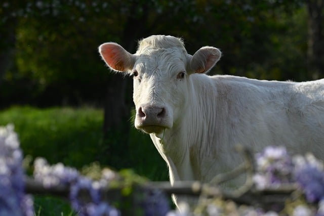 Free download cow animal nature livestock cattle free picture to be edited with GIMP free online image editor