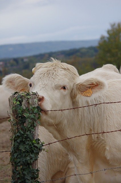 Bezpłatne pobieranie Cow Animals - bezpłatne zdjęcie lub obraz do edycji za pomocą internetowego edytora obrazów GIMP