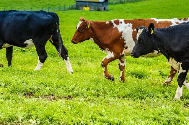 Download gratuito Cow Animals Nature - foto o immagine gratuita da modificare con l'editor di immagini online di GIMP