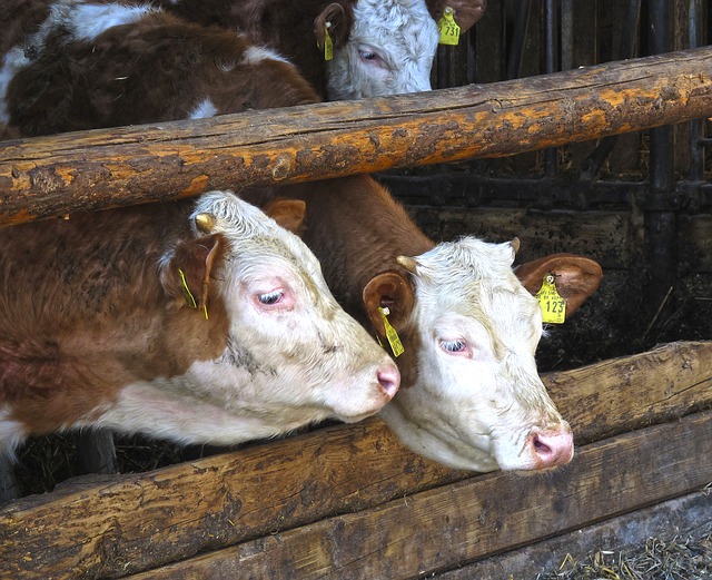 Free download cow barn beef cows front forests free picture to be edited with GIMP free online image editor