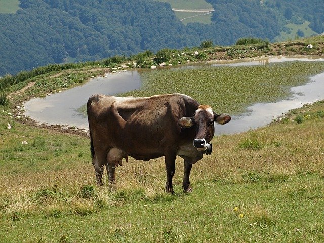 Gratis download Cow Beef Animals - gratis foto of afbeelding om te bewerken met GIMP online afbeeldingseditor