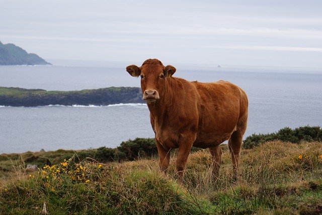 הורדה חינם של Cow Beef Cattle תבנית תמונה בחינם לעריכה עם עורך התמונות המקוון GIMP