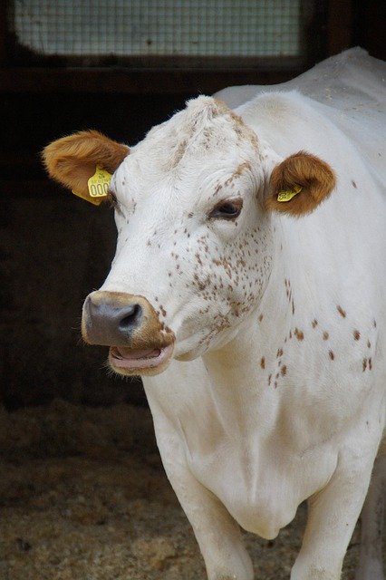 Descărcare gratuită Cow Beef Bottle Farming - fotografie sau imagini gratuite pentru a fi editate cu editorul de imagini online GIMP