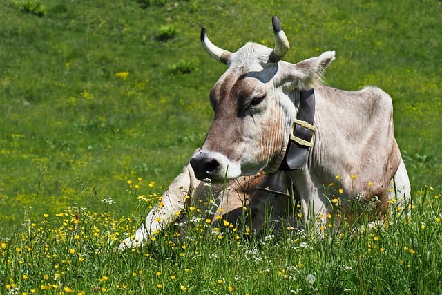 Free download cow beef cattle mammal pasture free picture to be edited with GIMP free online image editor