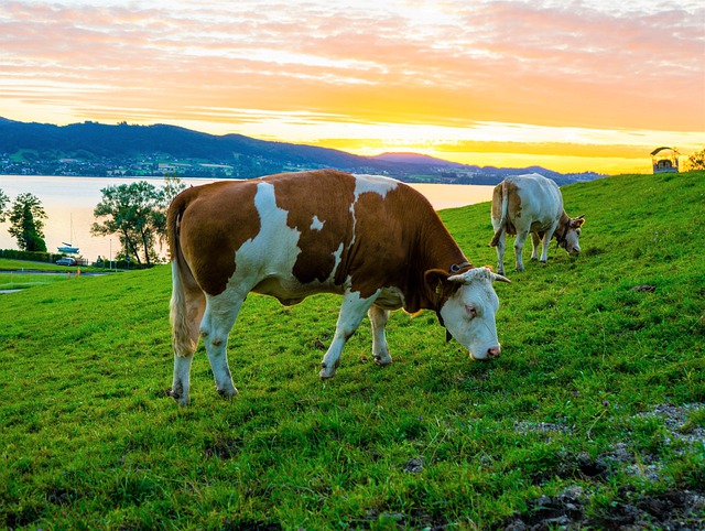 Free download cow beef cows pasture meadow free picture to be edited with GIMP free online image editor