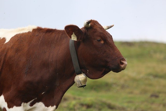 Descărcare gratuită Cow Beef Head - fotografie sau imagine gratuită pentru a fi editată cu editorul de imagini online GIMP