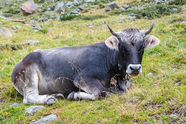Free download cow beef ox weidetier ungulate free picture to be edited with GIMP free online image editor
