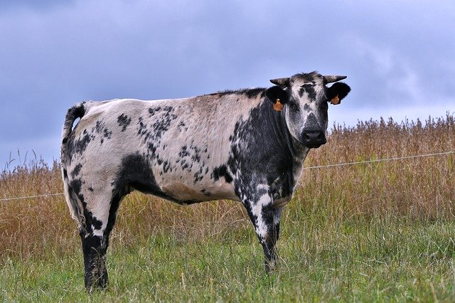 Free picture Cow Belgian Blue Herkauwer -  to be edited by GIMP free image editor by OffiDocs