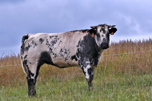 הורדה חינם Cow Belgian Blue Herkauwer - תמונה או תמונה בחינם לעריכה עם עורך התמונות המקוון GIMP