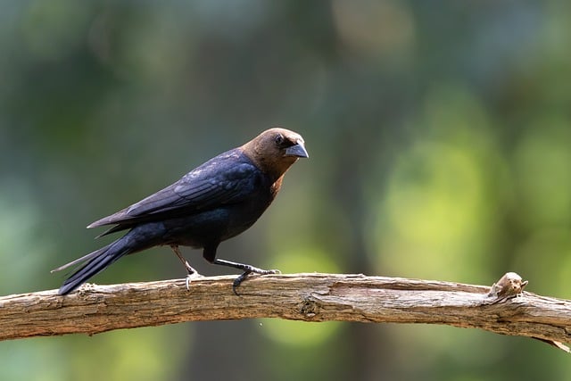 Free download cowbird black feathers branch free picture to be edited with GIMP free online image editor