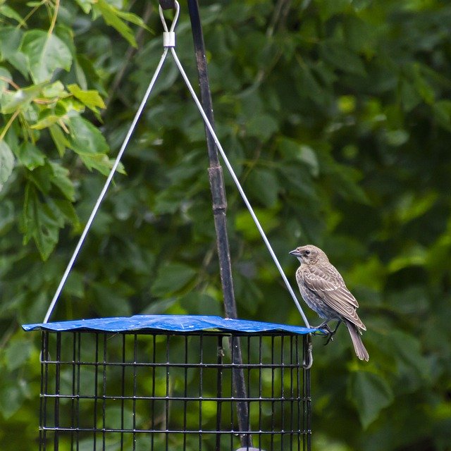 Free download Cowbird Female Brown-Headed -  free photo or picture to be edited with GIMP online image editor