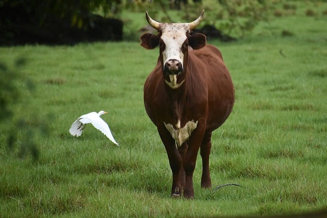 Free download cow bird pasture animal livestock free picture to be edited with GIMP free online image editor